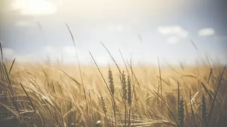 Урожайность зерновых в ВКО упала на 5,2% в этом году