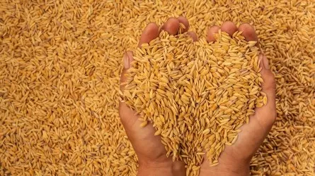 Цены на муку: началась отгрузка удешевленного зерна в регионы Казахстана