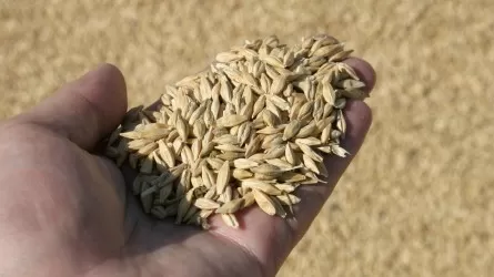 Продкорпорации выделяют 31,3 млрд тенге на закуп пшеницы