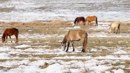 Почти 200 похитителей скота задержали в Казахстане