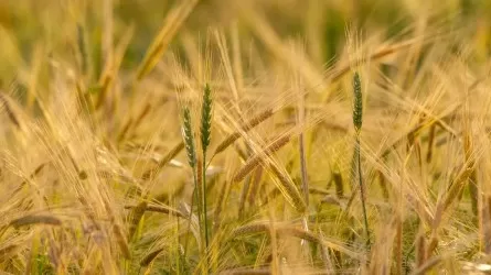 Экспорт пшеницы из Казахстана вырос на 17% за год на фоне снижения цен