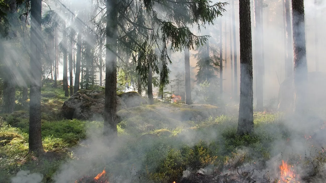 Раннее обнаружение лесных пожаров с помощью искусственного интеллекта внедряют в Казахстане