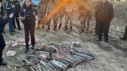Охота на браконьеров в Казахстане: сотни расследований 
