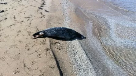 Десятки погибших тюленей вновь обнаружили на побережье Каспийского моря