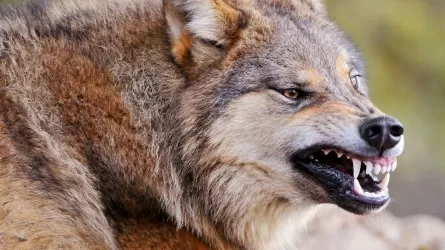 Волк забрался в дом в ВКО и напал на человека
