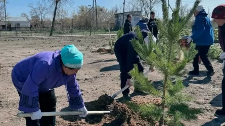 "Семейное дерево" стало изюминкой акции "Таза Қазақстан" в Павлодарской области