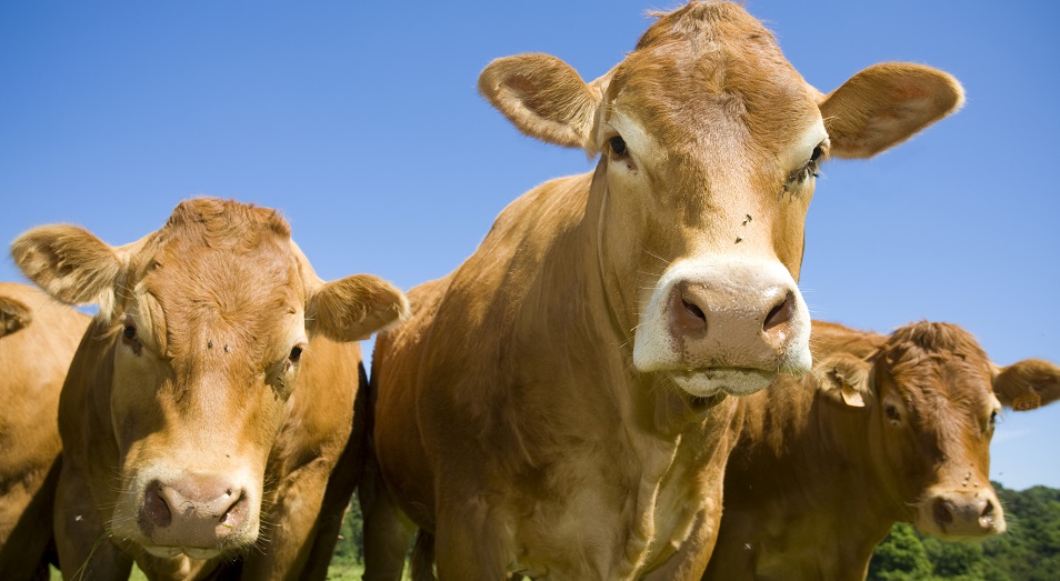 Сельчане не хотят сдавать скот на аркалыкский мясокомбинат
