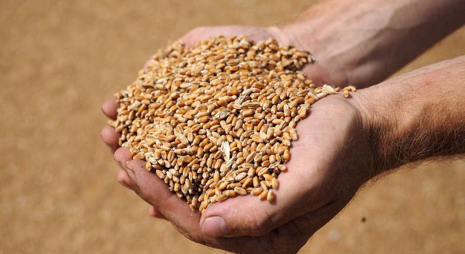 Продкорпорация: полтора миллиона тонн зерна купят в трех регионах
