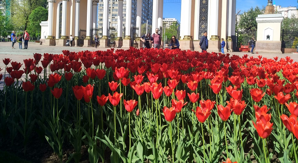 Алматинцам показали тюльпаны «Президент Назарбаев»  