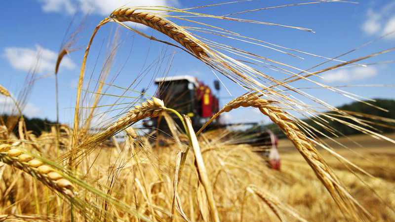 Хороший урожай зерна ожидают получить в Акмолинской области