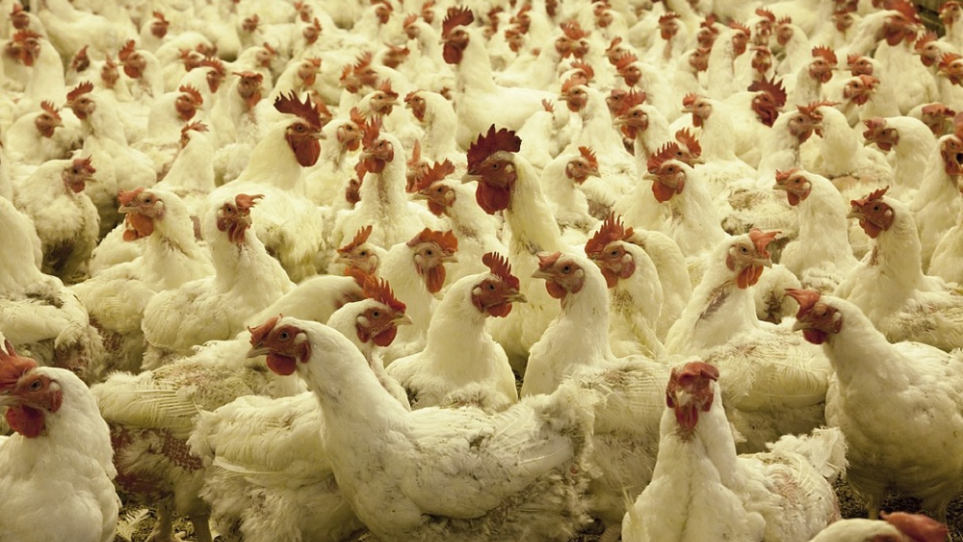 В Акмолинской области увеличится собственное производство мяса птицы