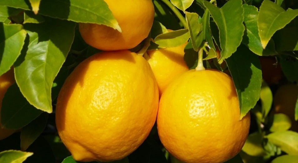 Как сделать "лимон" из лимона 