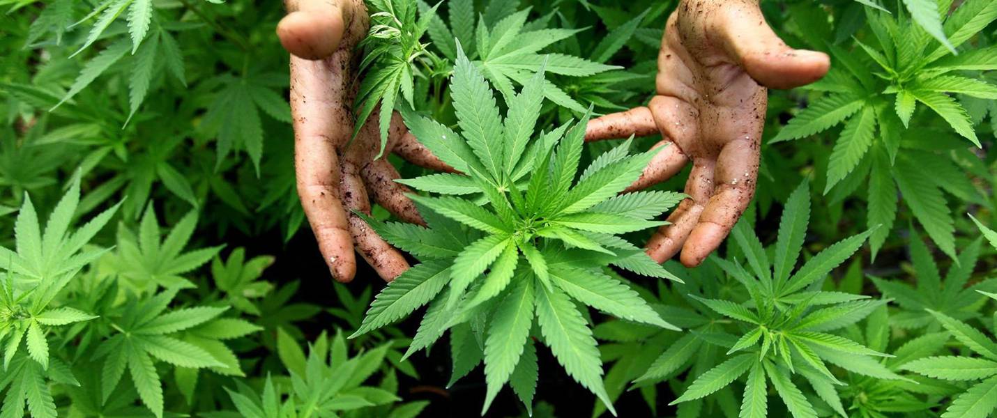 Вопрос легализации марихуаны обсудили в последний день Евразийского медиафорума