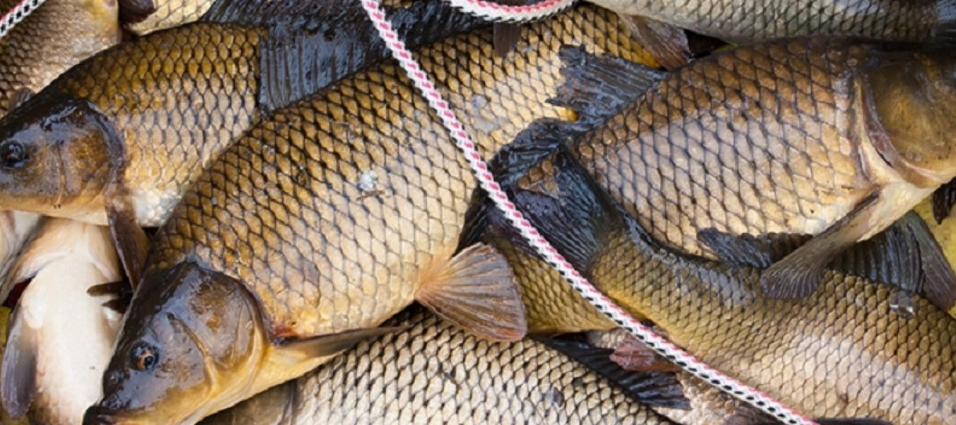 В этом году рыбхозяйствам компенсируют 30% затраченных на корм средств