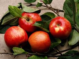 Не вызывающие аллергию яблоки растут в Казахстане