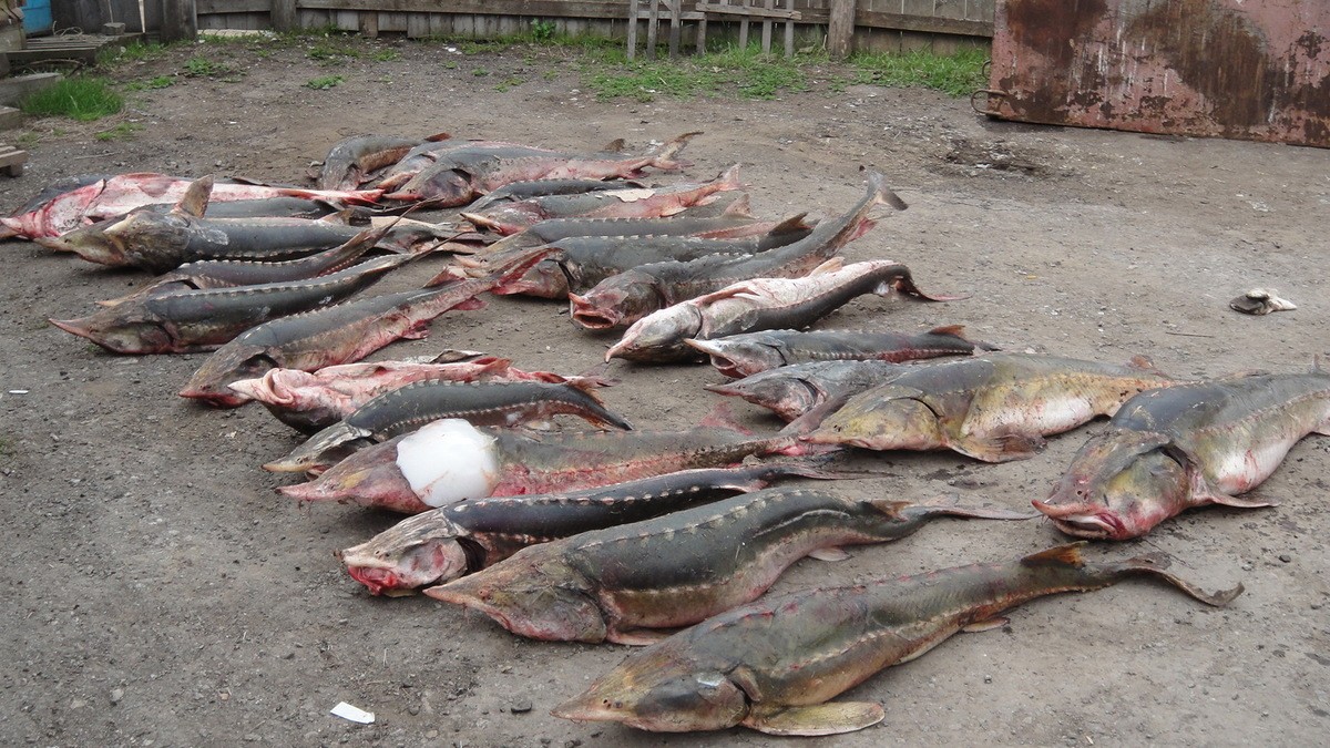 Конфискованную у браконьеров рыбу отдавали на реализацию бизнесмену в Мангистауской области