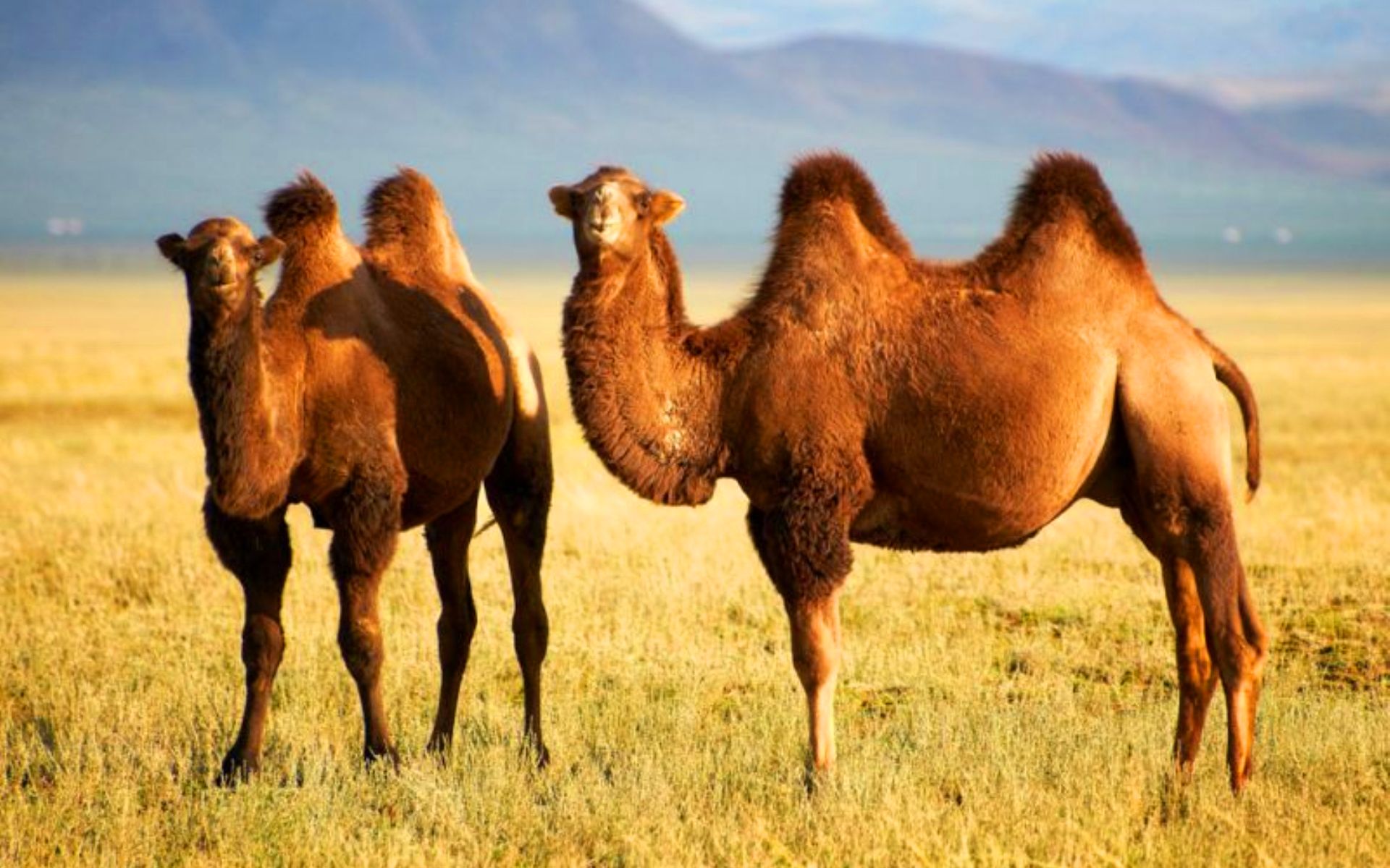 Предприниматели из ОАЭ закупают верблюдов в Кызылординской области