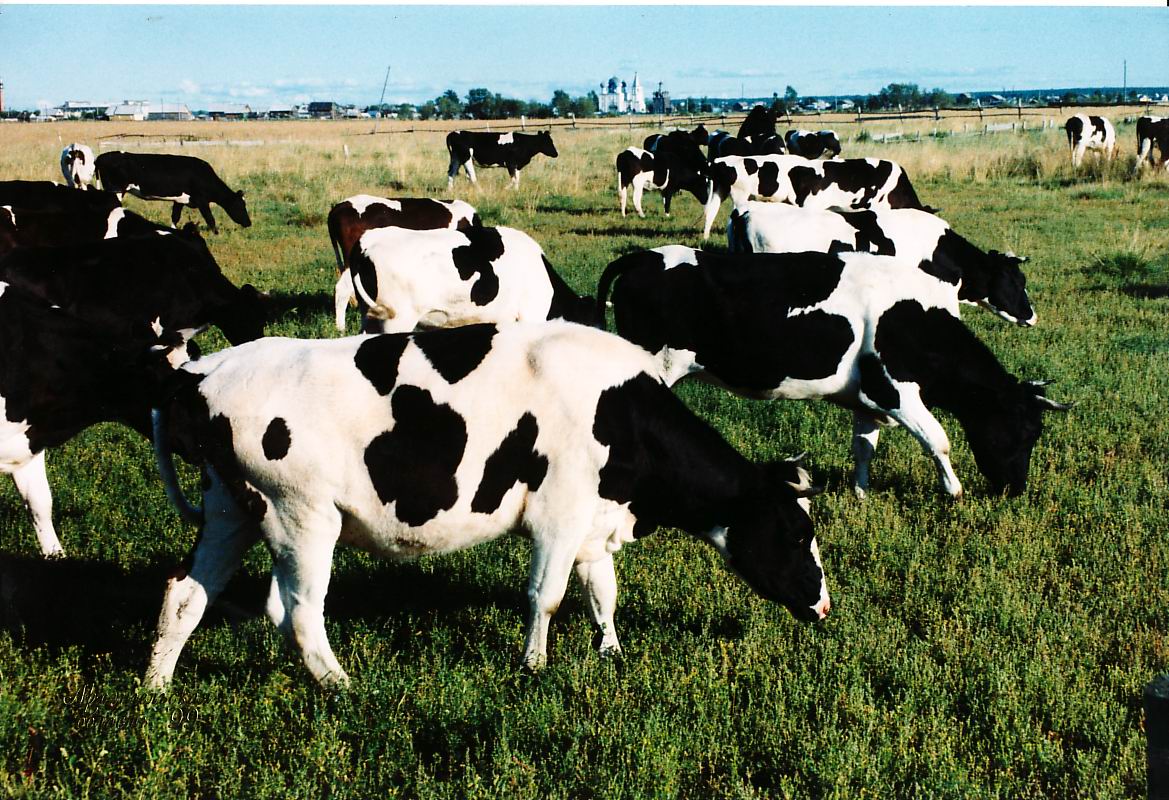 Мини-завод по выпуску биодобавок для сельскохозяйственных животных запустили в СКО