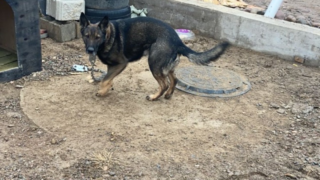 Служебную собаку украли у солдата во время погромов в Алматы