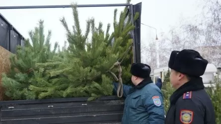 Сколько елок вырубили в Казахстане, несмотря на запрет?