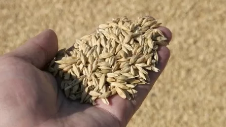 Цены на пшеницу взлетели до максимума с 2008 года 