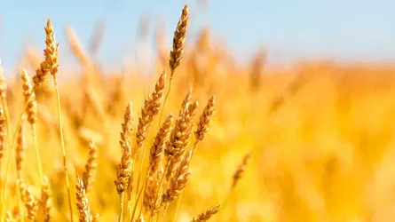 Прекращение экспорта зерновых из России и Украины приведет к голоду в Африке