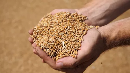 В Алжире нынешних запасов пшеницы хватит на восемь месяцев