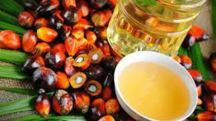 Крупнейший производитель пальмового масла возобновит поставки за рубеж