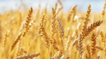В каких регионах прогнозируется высокий урожай пшеницы?