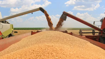 Когда остановятся "ценовые качели" на рынке пшеницы – прогнозируют в Союзе зернопереработчиков РК