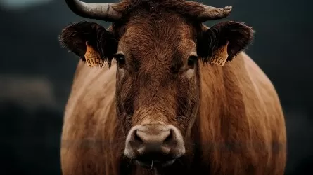 В Карагандинской области от неизвестной болезни массово гибнет скот