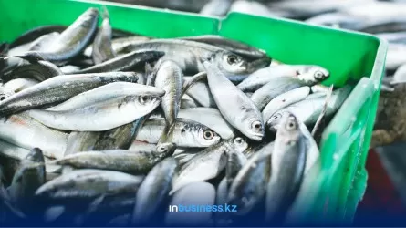 ВКО планирует получать ежегодно почти по 10 тонн рыбы