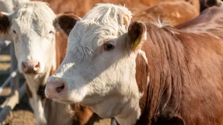 В Казахстане увеличили лимит квоты на вывоз бычков  