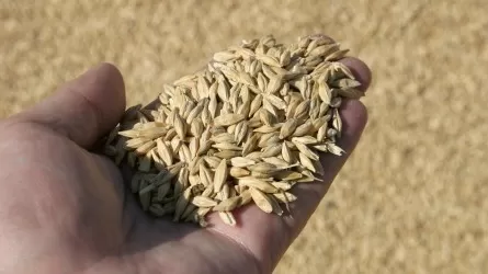 Урожайность зерна получилась на 6 млн тонн меньше ожидаемого – МСХ РК 