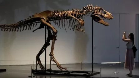 Tуrannosaurus Rex қаңқасы аукционда 5,3 млн долларға сатылды