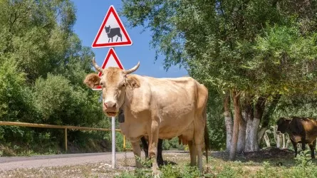 В Казахстане введен запрет на вывоз маточного поголовья скота