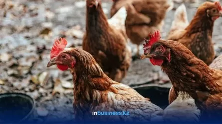Производитель мяса птицы получил на миллиарды субсидий в 2022 году