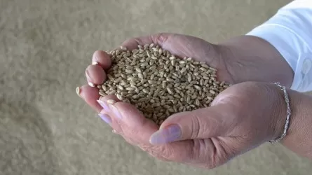Контрабанда зерна из России сломает цены на рынках Казахстана и Средней Азии