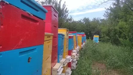 Почему пчеловоды платят за аренду земли в 30 раз дороже, чем фермеры 