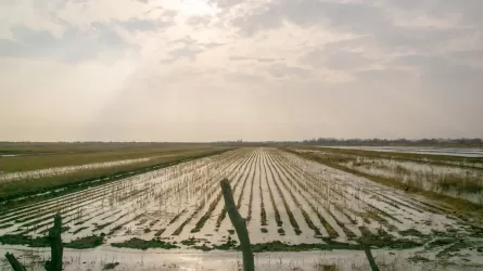 Кызылординская область обещает сохранить экспорт риса