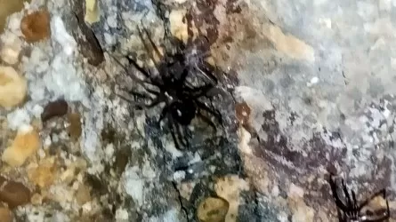 В Актау обнаружили ядовитых пауков