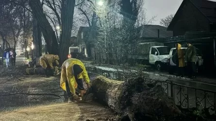Шквальный ветер повалил более 20 деревьев в Алматы