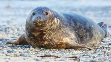 На берегу Каспийского моря вновь обнаружили мертвых тюленей