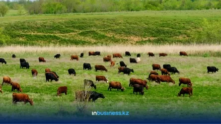 В Казахстане увеличивается поголовье домашнего скота
