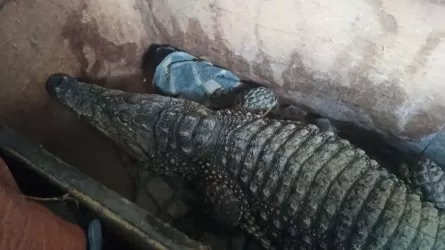 Почему крокодила Бакса не пустили в Казахстан?  