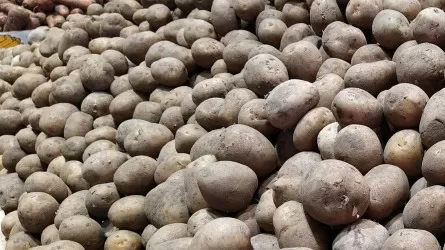 Миллиардные убытки: костанайские фермеры продают картофель ниже себестоимости