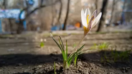 Весна окончательно вступила в свои права на всей территории Казахстана