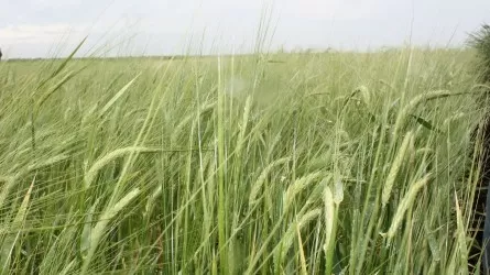 Евросоюз может ввести импортную пошлину на зерно из Казахстана