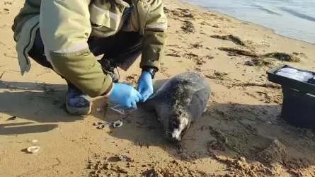 Названа причина гибели тюленей на побережье Каспийского моря