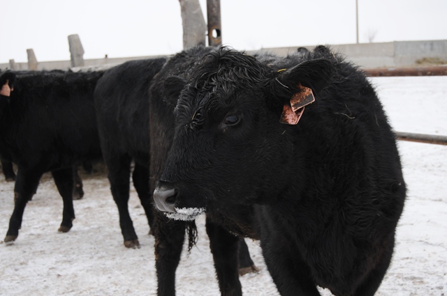 Животноводы Павлодарской области приступили к импорту КРС из ближнего и дальнего зарубежья 